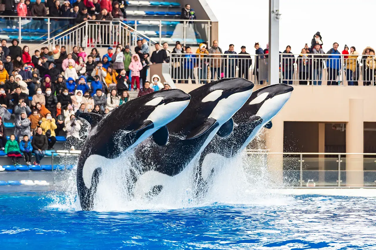 Shanghai Haichang Ocean Park Resort Hotel (88)